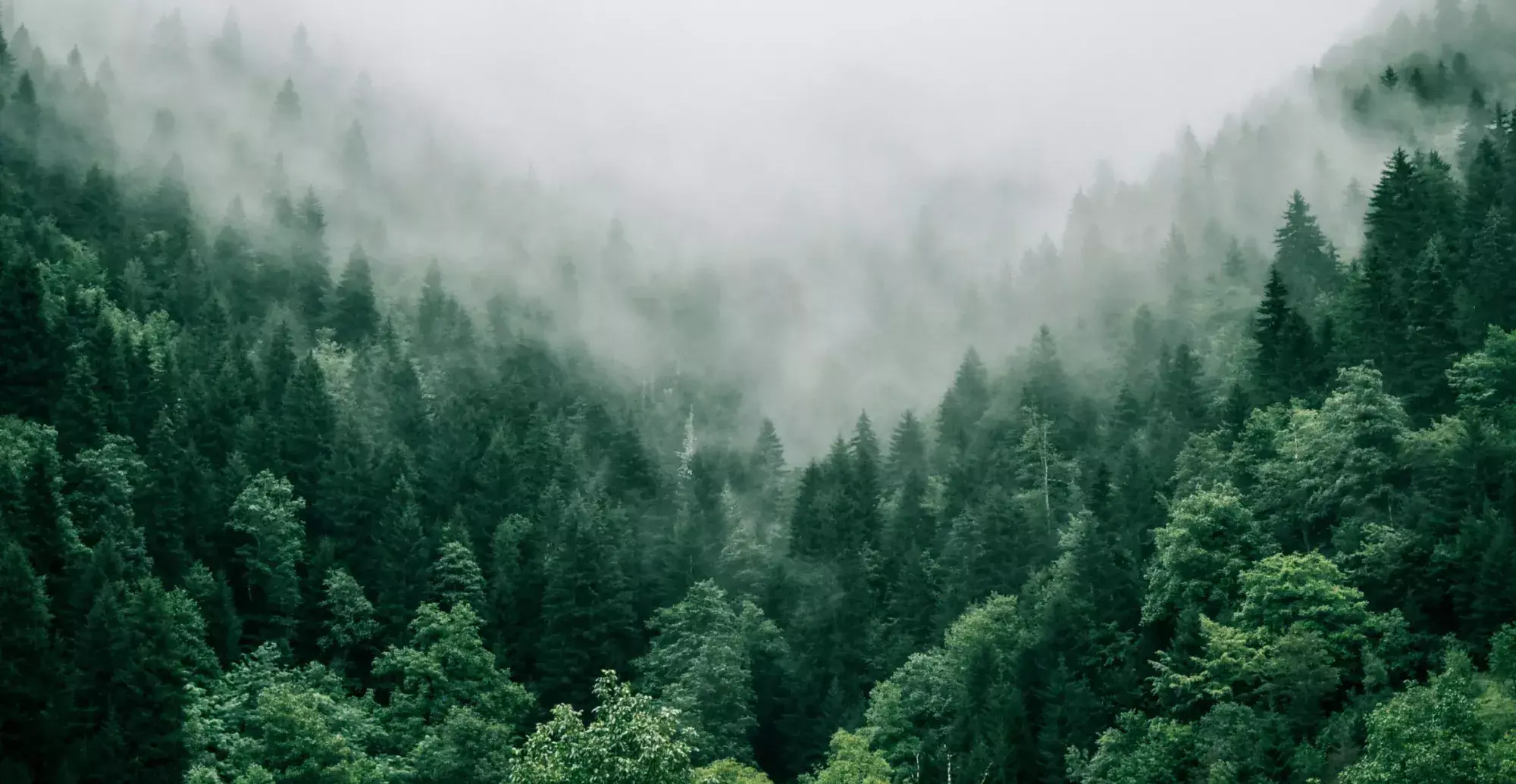 Mirabaud case du projet créé par Marvelous Digital - Vue panoramique d'une forêt avec du brouillard